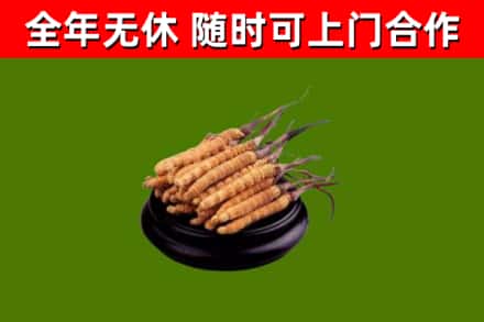 玄武回收冬虫夏草